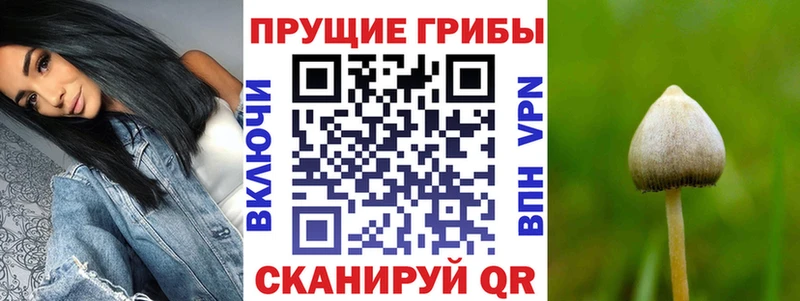 это телеграм  Чудово  Псилоцибиновые грибы мицелий 